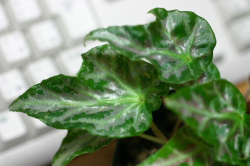 B. ‘Nao’